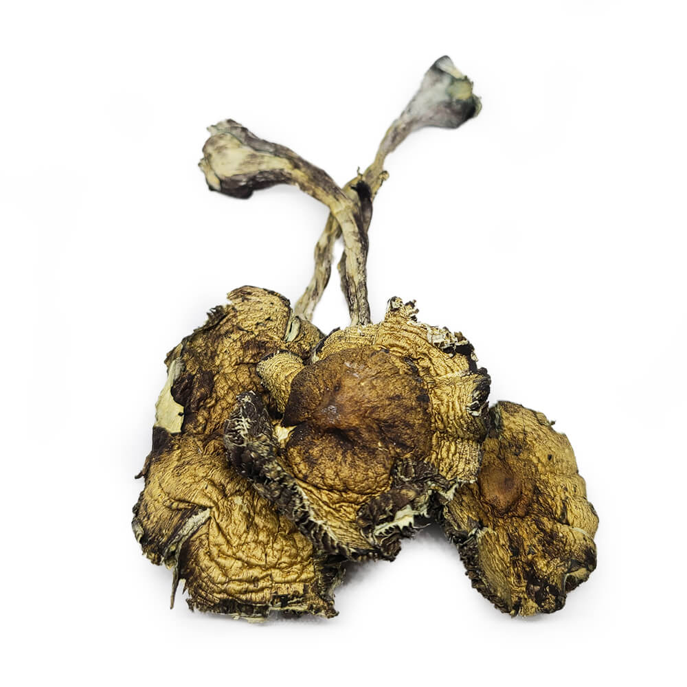Daddy Long Legs Shrooms