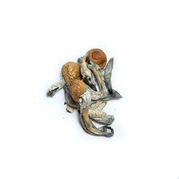 Amazonian Cubensis (SHROOMS)