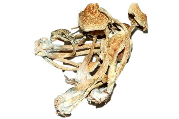 Golden Teacher Shrooms