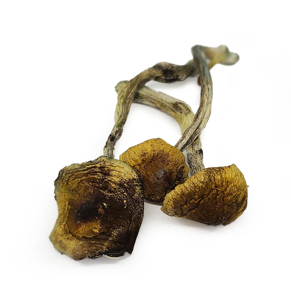 Mexicano Shrooms