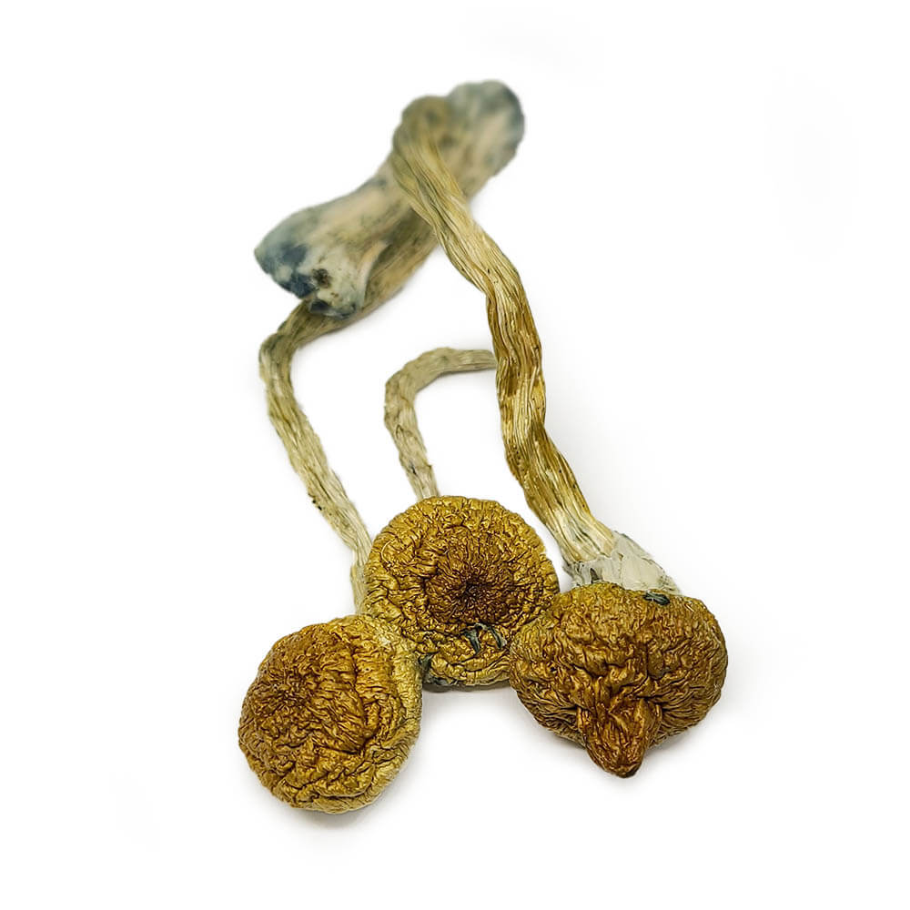 Blue Meanie Shrooms
