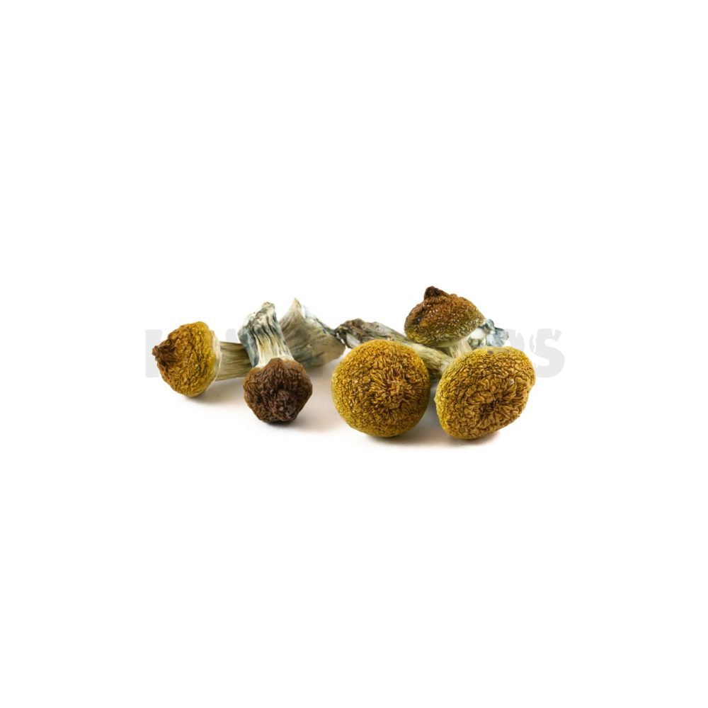 Penis Envy Shrooms