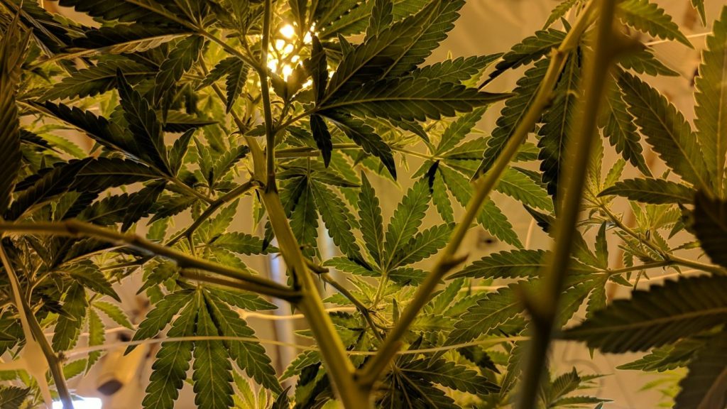 Tips When Using Marijuana