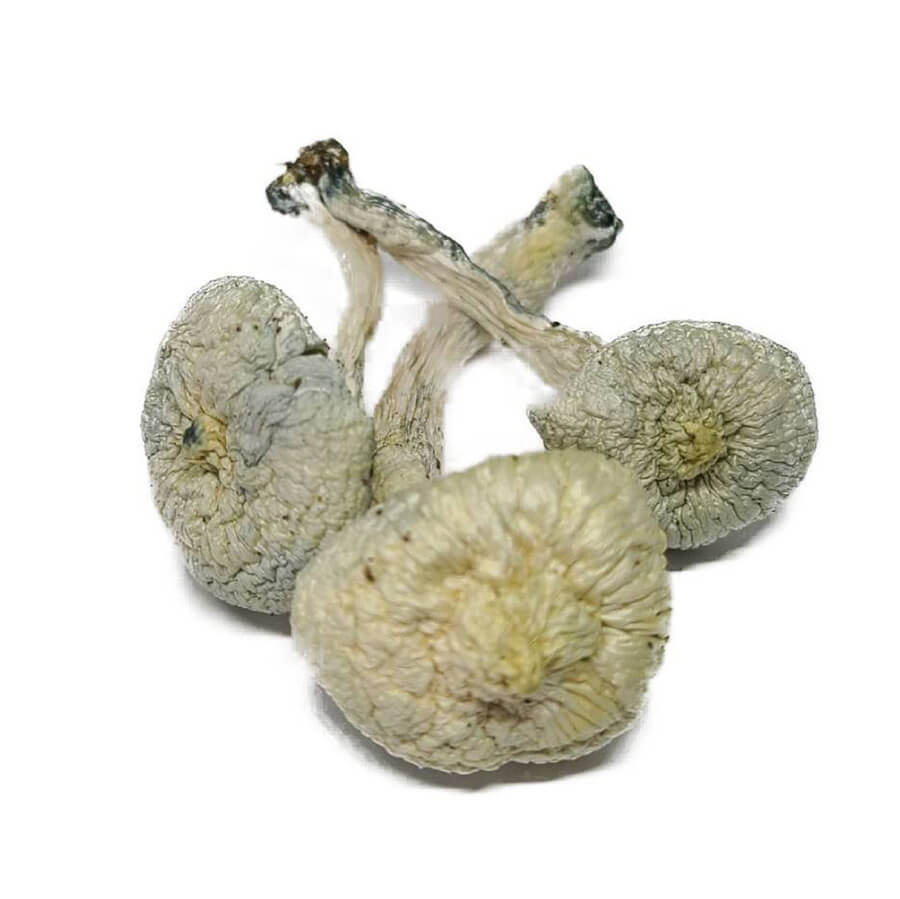 Albino A+ (Shrooms)